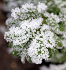White snowflakes on a green leaf of grass as an abstract background