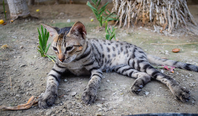 Domestic young cat close up animal
