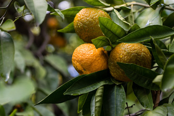 Oranges, of the mandarin variety, on the tree branch