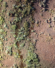 Moss on rusty metal as an abstract background