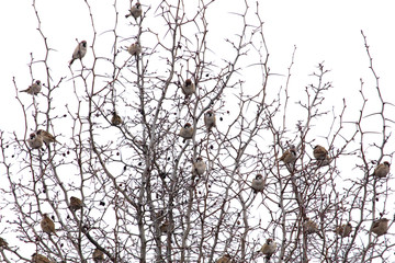 A flock of sparrows on the branches of a tree