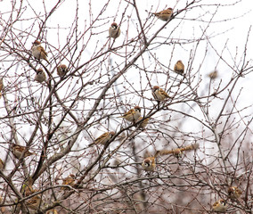 A flock of sparrows on the branches of a tree