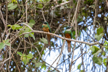 Ein Paar des Rotschwanz-Glanzvogels sitzt nebeneinander auf einem Ast