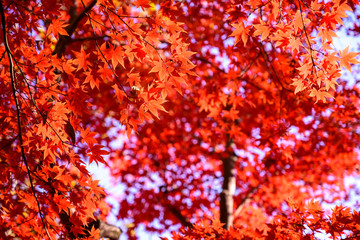 紅葉
