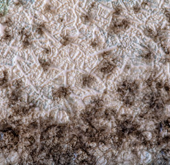 Mold on the wallpaper on the wall in the room
