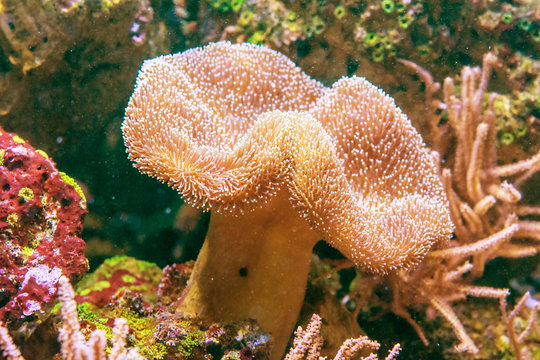  beautiful specimen of Sarcophyton coral