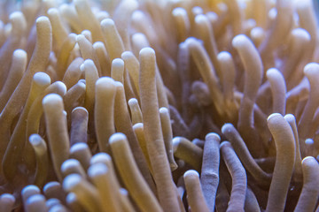 Macrodactyla doreensis © Oleksii Sergieiev