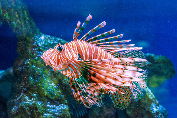 Lionfish Pterois volitans swims
