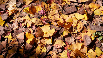 Golden ginkgo biloba tree leaves and red maple tree leaves autumn foliage background. Yellow and red withered leaves on the ground.