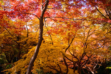 紅葉