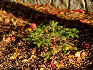 very small Christmas tree in the garden in autumn, Russia.