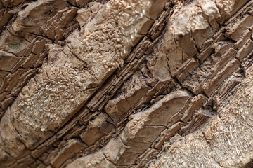 Old Wood Tree Texture Background Pattern. bark of cork tree, folds, cracks