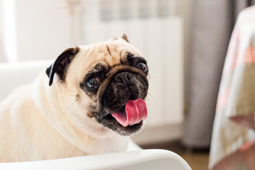Pug dog sitting on a chair and yawning looking at the camera. Pug dog are waiting for food in the kitchen
