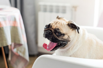 Pug dog sitting on a chair and yawning looking at the camera. Pug dog are waiting for food in the kitchen