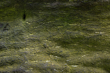 Relief texture of bark of tree with green moss. Relief creative pattern of old bark.