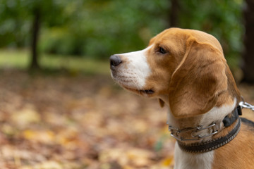 Image of the beagle in nature, Image of a hunting dog. Pet, puppy