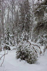 Trees under snow, winter park at Nord