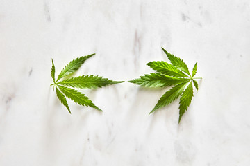Two leaves of green cannabis.