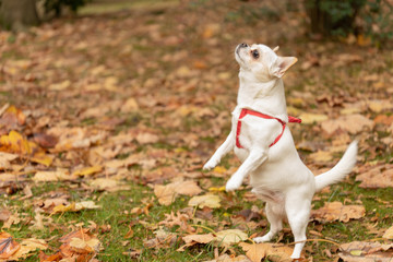 White Chihuahua puppy playing in the park