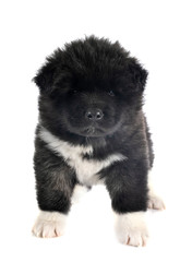 Fototapeta premium puppy american akita