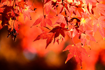 紅葉