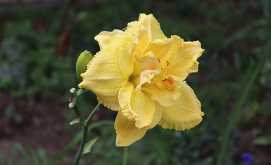 Luxury flower daylily in the garden, close-up.Daylily is a flowering plant in the genus Hemerocallis.Edible flower. Daylilies are perennial plants. They only bloom for 24 hours.