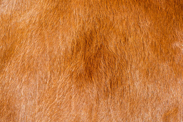 Brown texture of the fur 