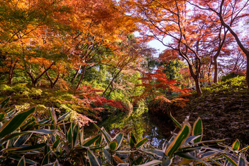 紅葉