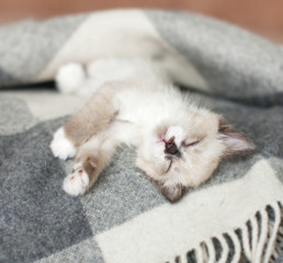 Cat relaxing on knitted plaid in home interior of living room
