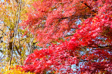 selective focus colour full leaves in the forest.