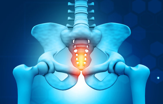 Human hip pain and pelvis anatomy. 3d illustration