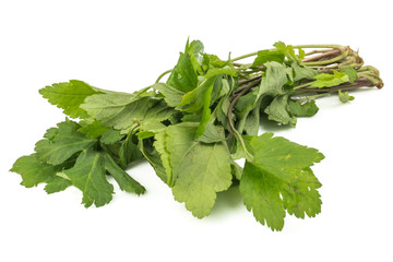 fresh green leaves White mugwort (Artemisia lactiflora, Guizhou) isolated on white background....