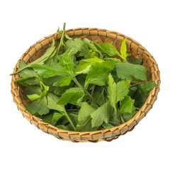 fresh green leaves White mugwort (Artemisia lactiflora, Guizhou) isolated on white background. herbal medicine inhibited or slowed growth of cancer cells Help prevent cancer