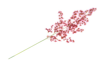 dandelion, Fluffy pink  grass flower isolated on white background, Pink cotton, pastel flowers, Soft toned, wedding