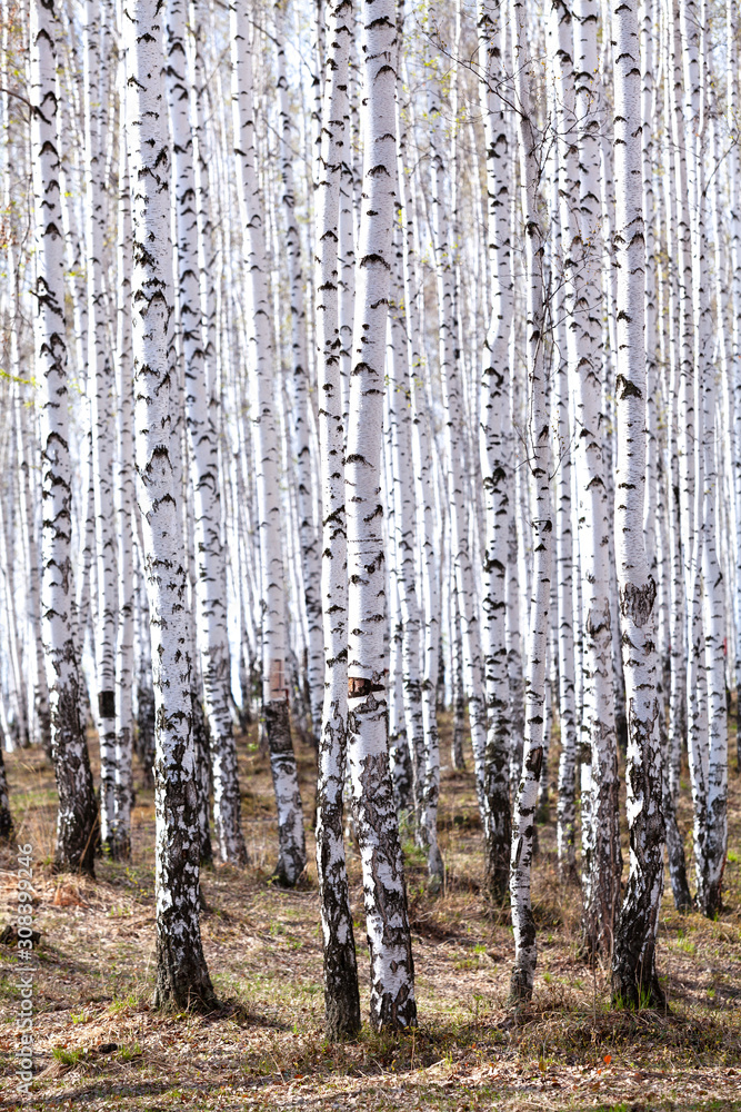 Wall mural birch forest in spring. may