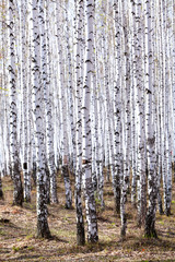Birch forest in spring. May
