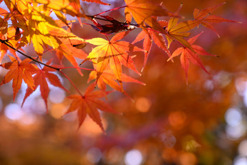 紅葉