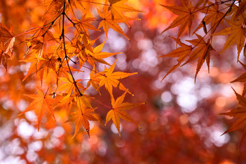 紅葉