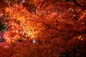 紅葉