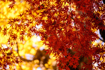 紅葉
