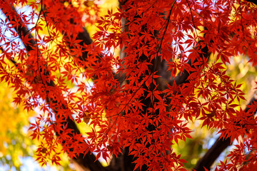 紅葉