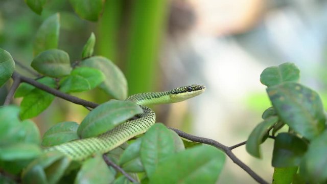 green snake or Chrysopelea ornata on a tree