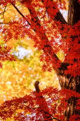 紅葉