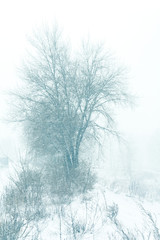 Fototapeta na wymiar winter blizzard