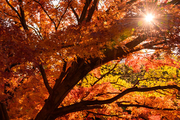 紅葉