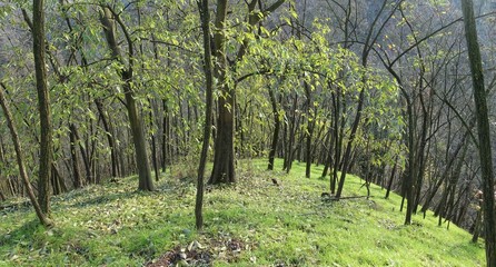 autumn forest in the warm afternoon light