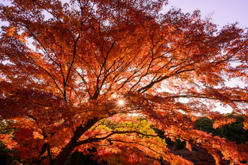 紅葉