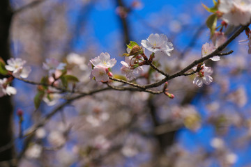 千鳥ヶ淵の桜