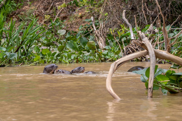 Ein ausgewachsener Riesenotter füttert die beiden Jungtiere im Wasser mit einem Wels
