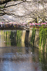 Fototapeta na wymiar 目黒川の桜
